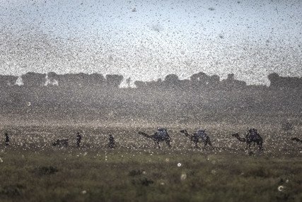 Image of New swarms of locusts threaten to increase hunger in East Africa reeling from floods and coronavirus