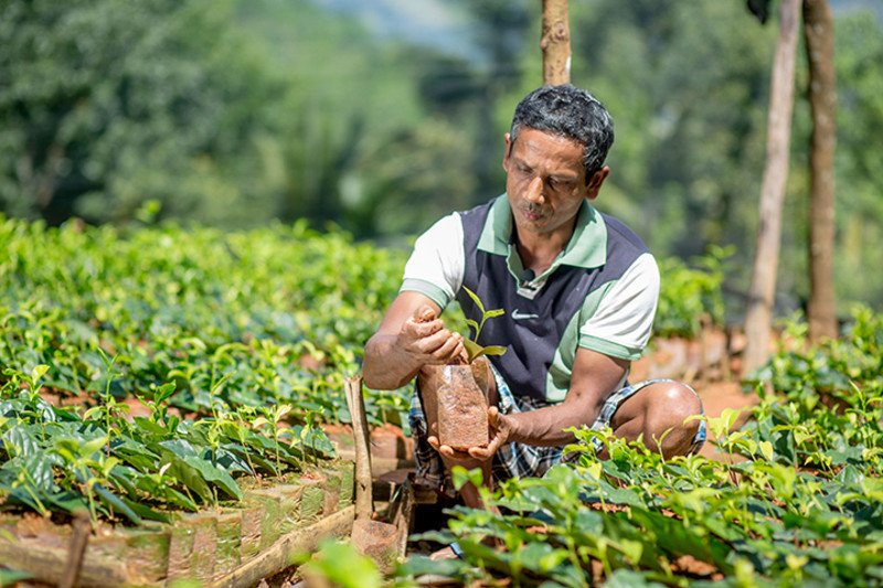 斯里兰卡小农种植有机茶苗发放给其他农民，并提供培训，改善了整个社区村民的生计。