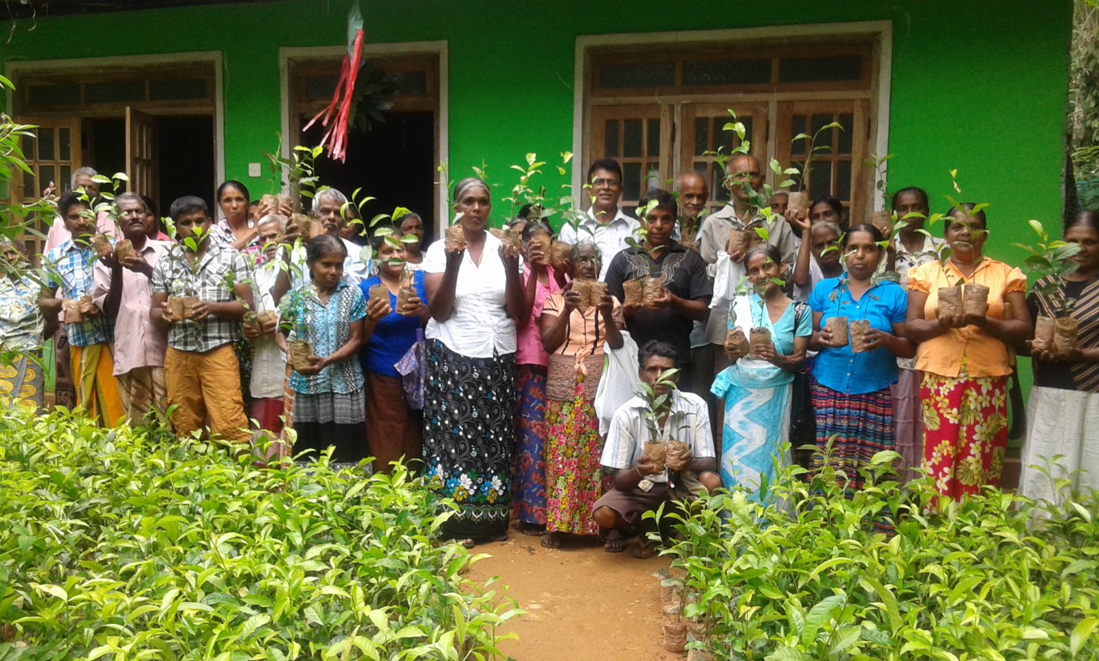 农民合作社 SOFA 向村民派发有机茶苗，让更多村民以有机方法种植享负盛名的茶叶。 图：SOFA