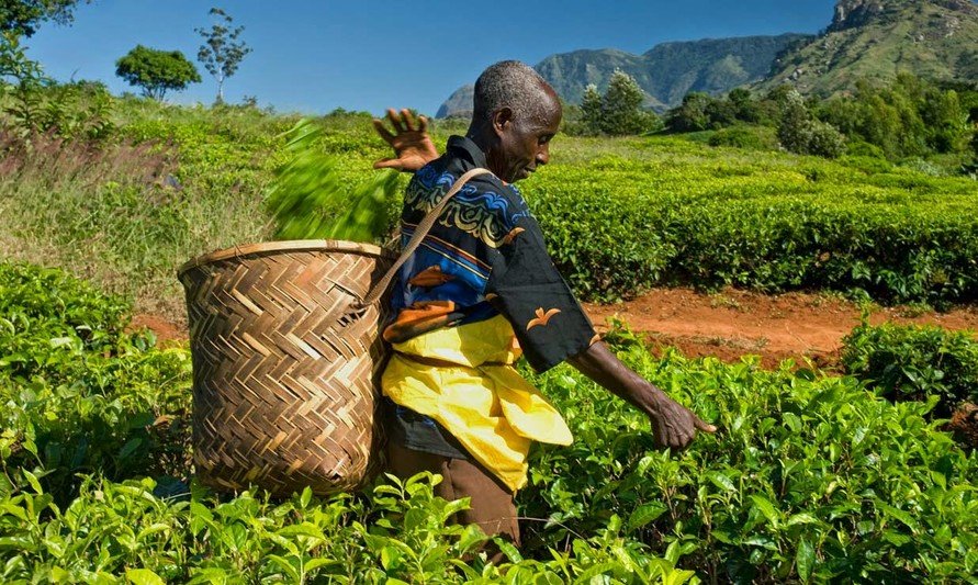 非洲茶农采茶维生，却受不公平贸易制度影响，辛勤耕作但活在贫穷之中。