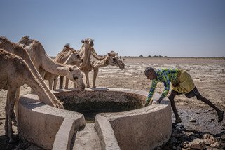 Camels and a herder at a drinking trough.